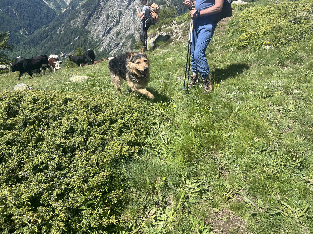 Helpful happy dog rounding up cows